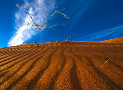 Blade of Grass, Kalahari Desert