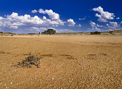 Dry River Bed, Nossob, Kgalagadi Transfrontier Park