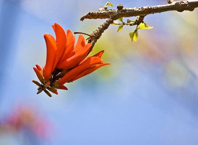 Flower of the Coral Tree, My Garden!