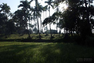 wake up wake up trees