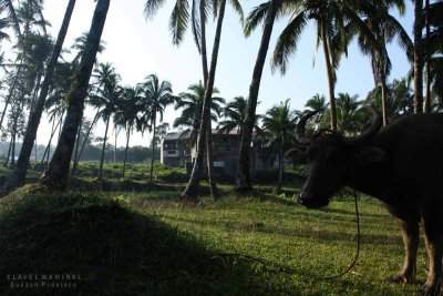carabao's up real early