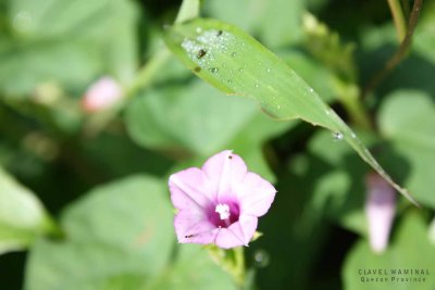 the water drop