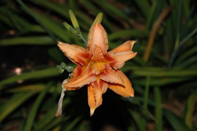 Double Lily (at home)