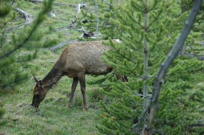 Mule (?) Deer