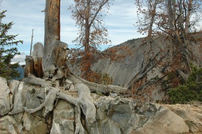 Tree Stump