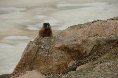 Marmot, too