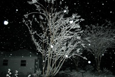 Crepe Myrtle Early Friday Morning