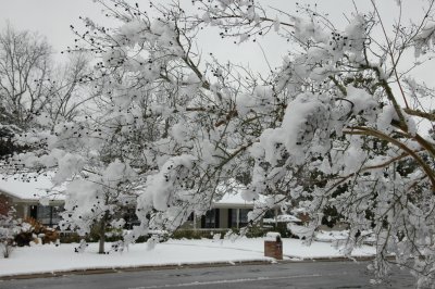 Crepe Myrtle in Front