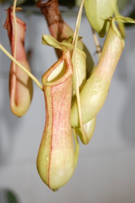 Tropical Plant