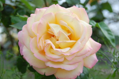 Yellow Rose