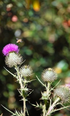 Peruvian Thistle