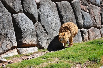 Llama Next to Ruins at Saqsaywaman