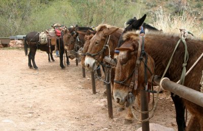 Mule Stop at Indian Gradens