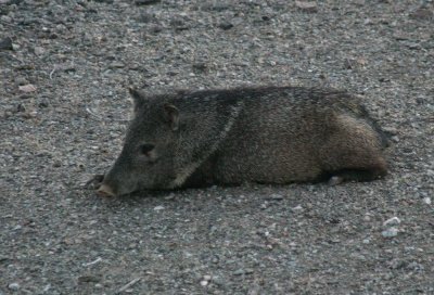 Javelina