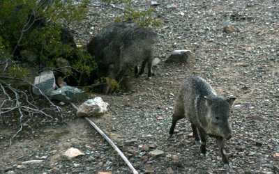 Javelina