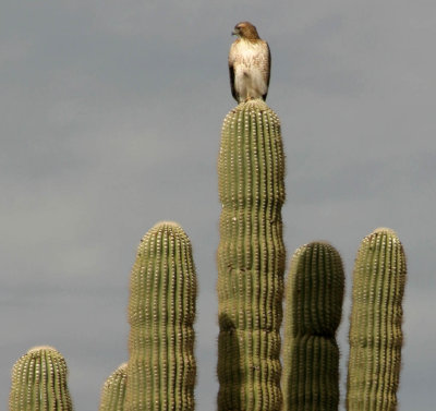 Hawk on Saguaro