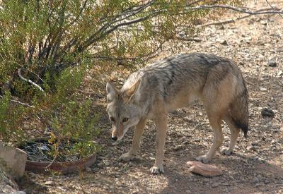 Morning at the water hole.
