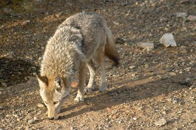 Sniffing the Ground