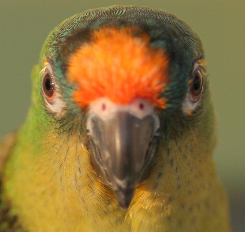 Canon 200mm f/2.8 Focus on Eyes