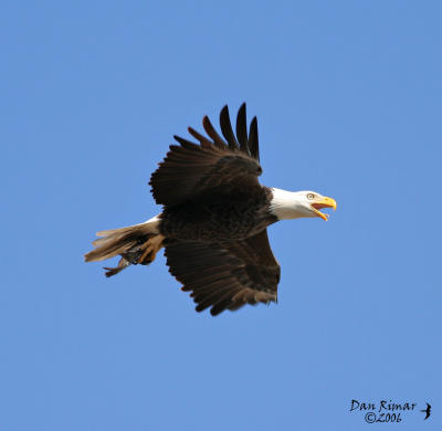 Southern Bald Eagle in Flight