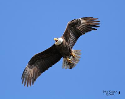 Birds of Cape Coral