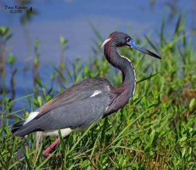 Tricolored Heron