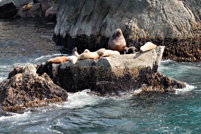 Sea Lions