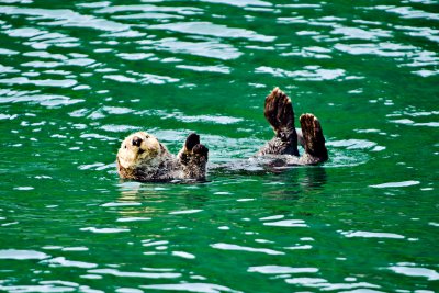 Sea Otter