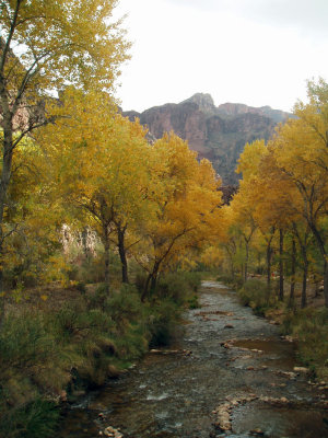 Fall Colors Over Bright Angel Creek