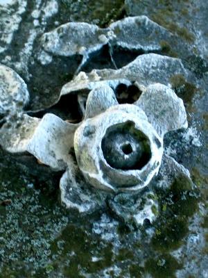 Stone rose, detail