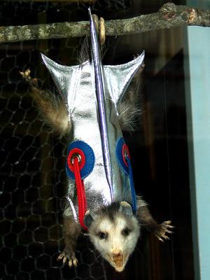 oneal the opossum (rawr!)