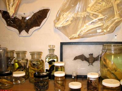 bats and things in jars