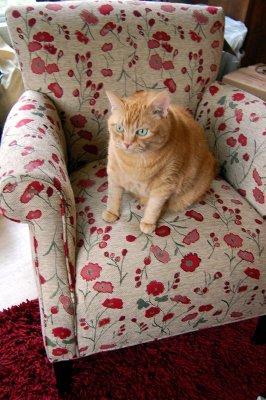 otto not yet endorsing the poppy chair