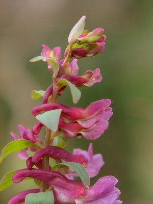 Pink Beauty