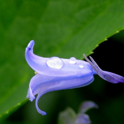 Miniature Blue Bell with Raindrop