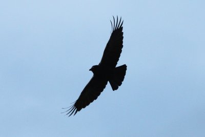 A common black crow