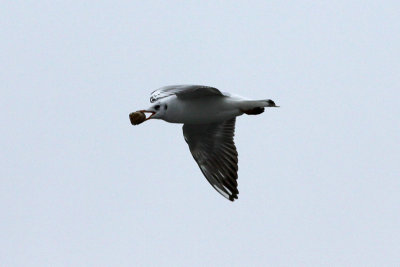 A gull flees with bread