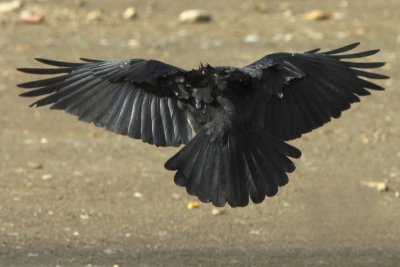 A landing crow