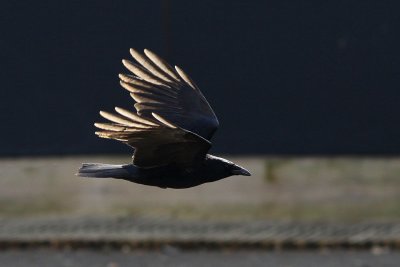Crow accellerating after lift-off
