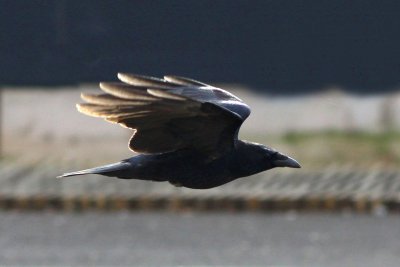Crow in accellerated flight