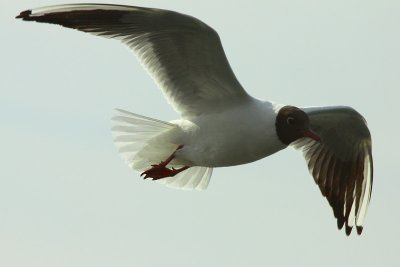 Black-headed gull in low speed flight