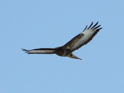 Soaring buzzard