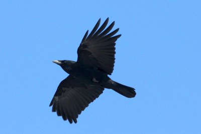 A fleeing crow