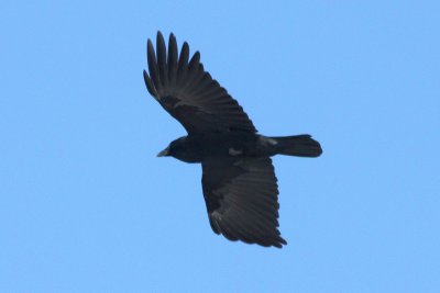 Common black crow