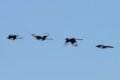 Sequence in a flight of Pica pica = European magpie