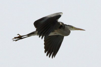 Gray heron in flight