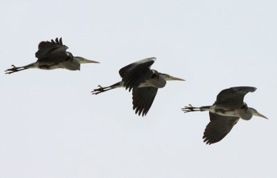 Sequence in a gliding flight of a gray heron