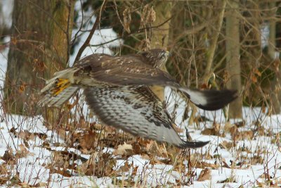 Buzzard after lift-off, flying to a tree after a missed chatch
