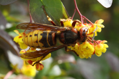 The hornet - about 25 mm long