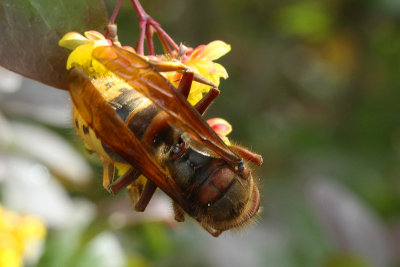 Top view of the hornet